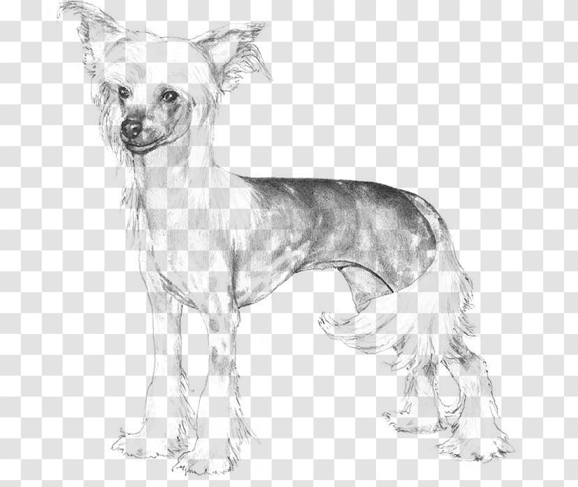 Chinese Crested Dog Dobermann Chow Golden Retriever English Cocker Spaniel - Tail Transparent PNG