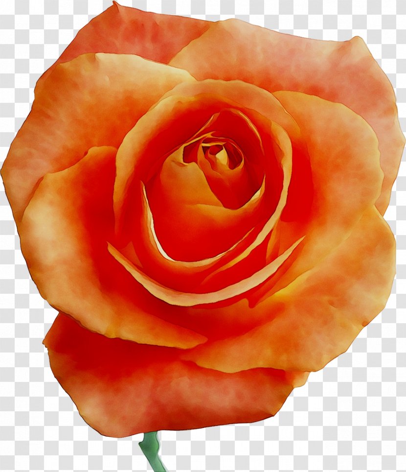 Garden Roses Cabbage Rose Floribunda Petal - Orange - Still Life Photography Transparent PNG
