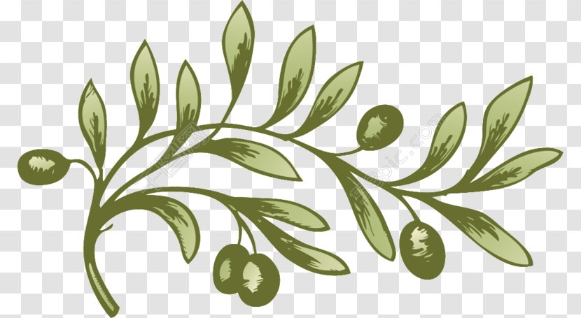 Olive Branch Vector Graphics Illustration Image - Organism - Pretty Please Face Transparent PNG
