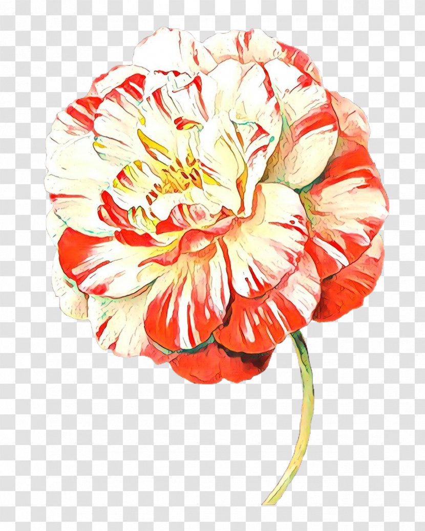 Carnation Cut Flowers Orange S.A. - Watercolor Paint Transparent PNG
