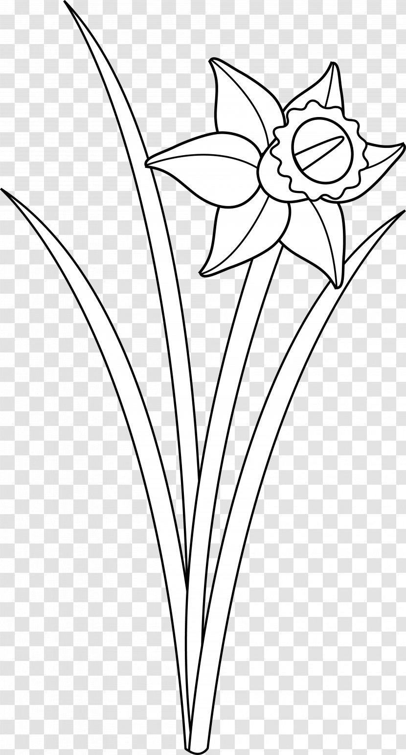 Daffodil Drawing Flower Black And White Clip Art - Artwork - Cliparts Transparent PNG