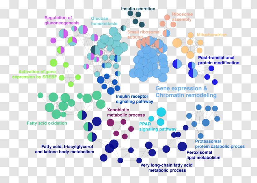 DNA Methylation Organism Epigenetics Histone Metabolism - Fatty Acid Synthase - Ontology Transparent PNG