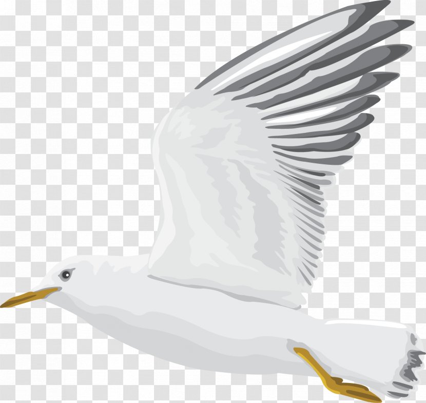 Homing Pigeon Pigeons And Doves Racing Homer Bird Post - Water - Gulls Transparent PNG