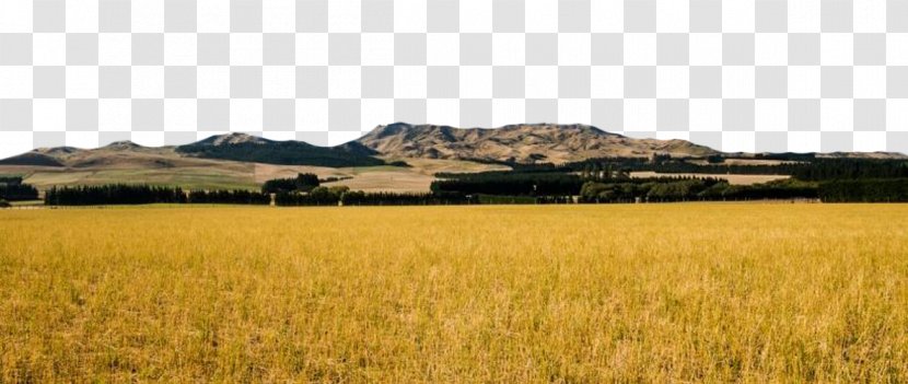 Farm Harvest Grassland Crop Plain - Land Lot - Yellow Wheat Field Transparent PNG