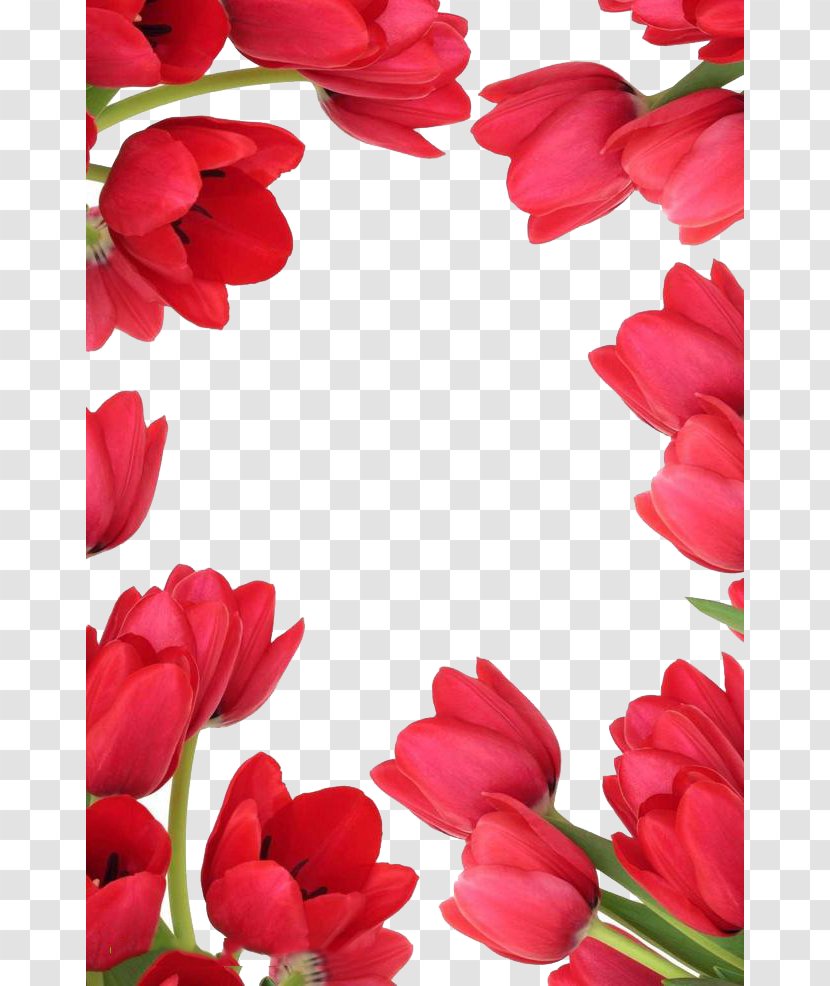 Indira Gandhi Memorial Tulip Garden Tulipa Gesneriana Flower Stock Photography Stock.xchng - Garland - Red Tulips Transparent PNG