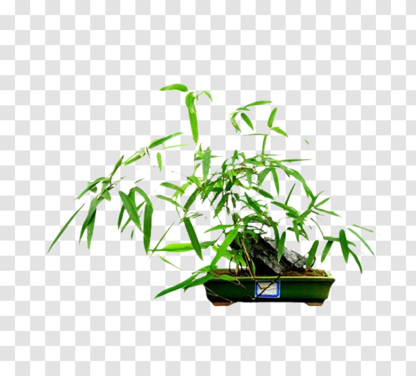 Bamboo Bonsai Rhapis Excelsa Bambusa Ventricosa Multiplex U2018Fernleafu2019 - Phyllostachys Nigra - Green Transparent PNG
