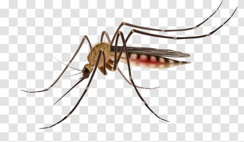 Mosquito Control Stock Photography Vector Graphics Mosquito-borne Disease - Mosquitoborne Transparent PNG