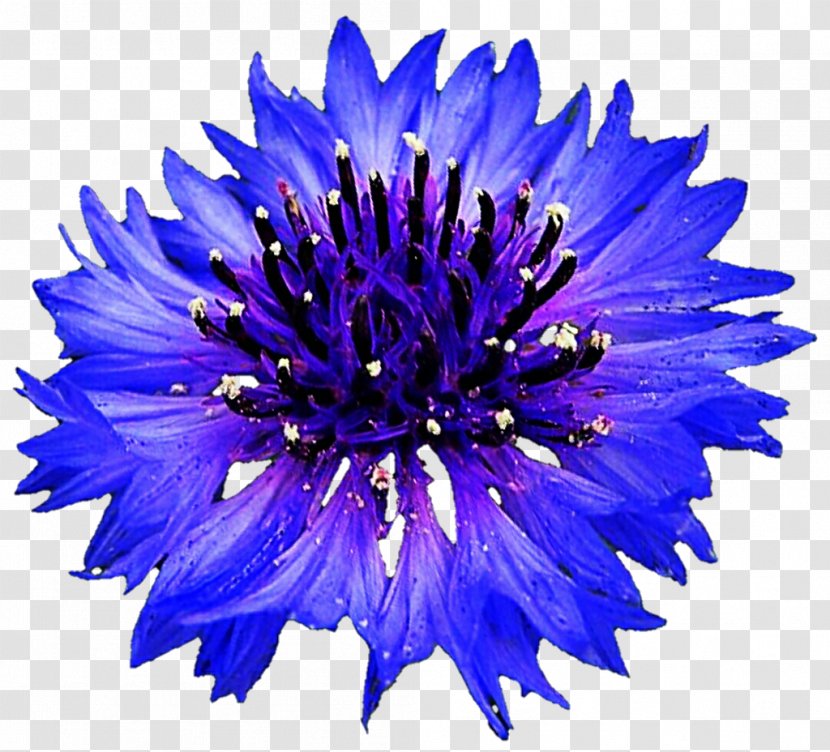 Cornflower Blue Centaurea Montana - Stock Photography - Bachelor Transparent PNG