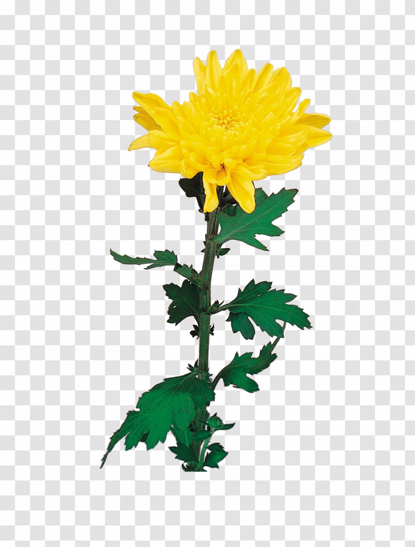 Chrysanthemum Flower Euclidean Vector - Sunflower - A Transparent PNG