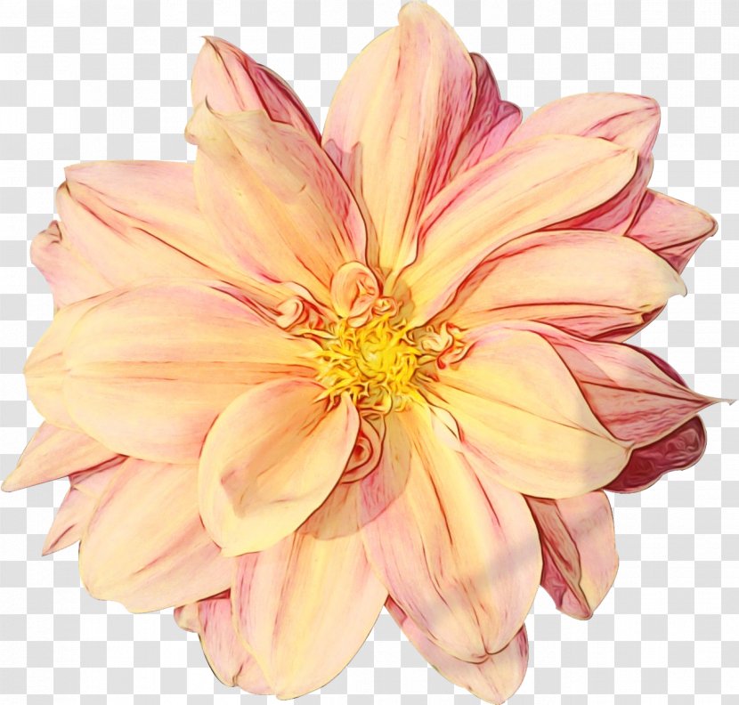 Dahlia Floristry Cut Flowers Petal - Pink Transparent PNG