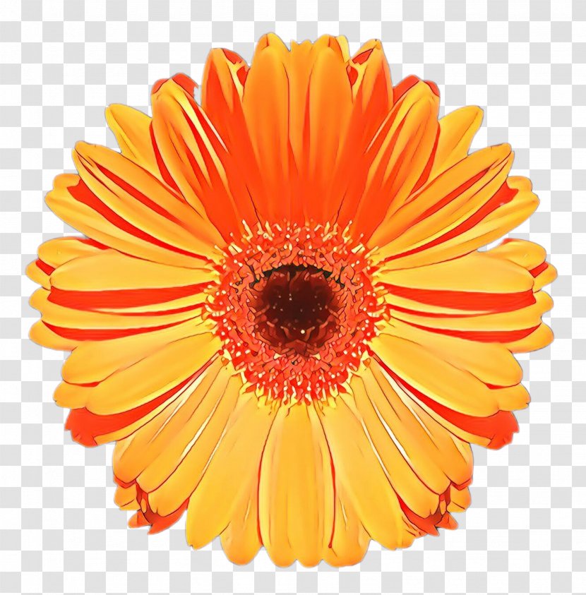 Blossom Flower - Transvaal Daisy - Perennial Plant Annual Transparent PNG