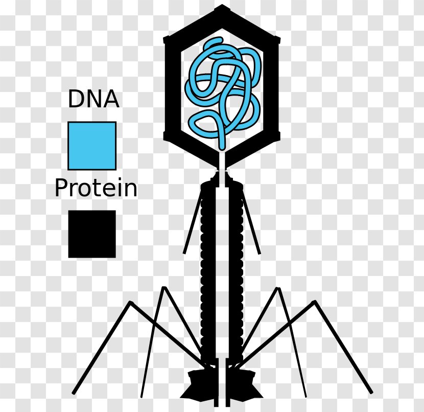 Hershey–Chase Experiment Bacteriophage Luria–Delbrück Virus - Bacteria - Science Transparent PNG