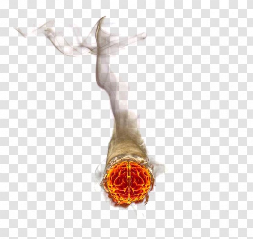 Cigarette Flame Fire - Tree - Butts Transparent PNG