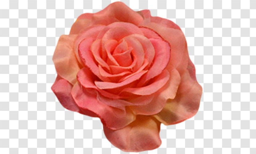 Flower Centifolia Roses Petal Garden Orange - Rose Order - Peach Flowers Transparent PNG
