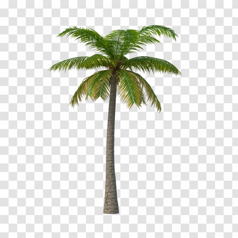 Palm Trees Clip Art Image Areca - Arecales - Tree Swirl Transparent PNG