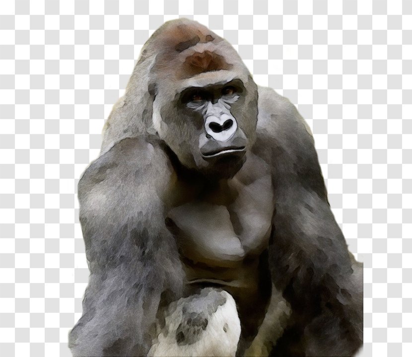 Western Lowland Gorilla Snout Human Terrestrial Animal Figure - Wet Ink - Muscle Mouth Transparent PNG