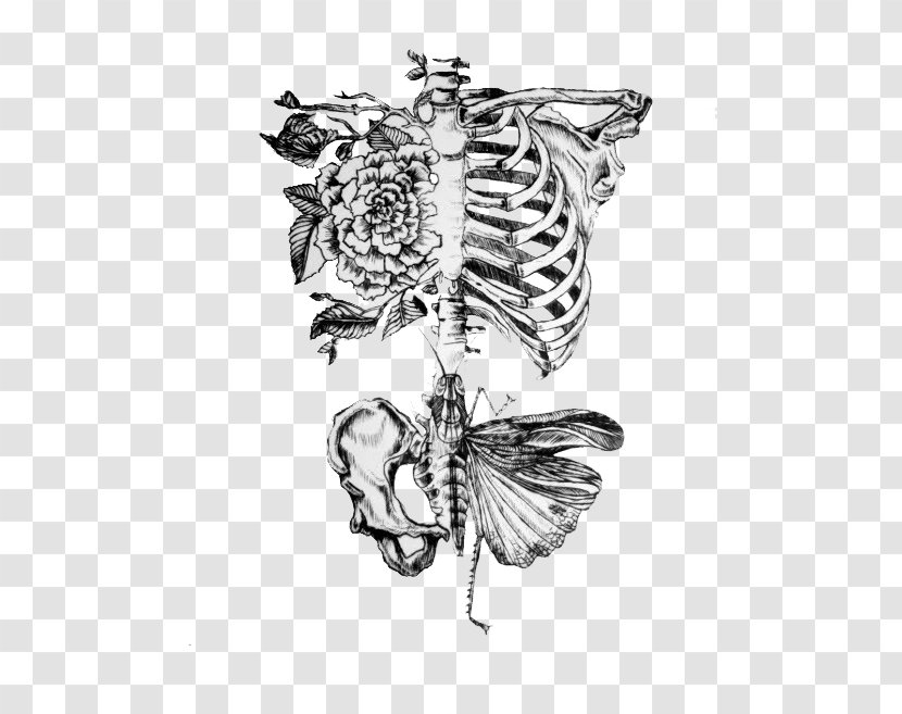 Anatomy Human Body Skeleton Drawing Rib - Watercolor - Axial Transparent PNG