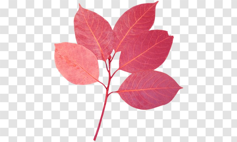 Leaf Photography Transparent PNG