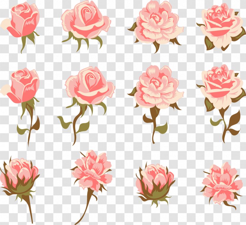 Garden Roses Centifolia Pink Flower Vintage Clothing - Romantic Transparent PNG