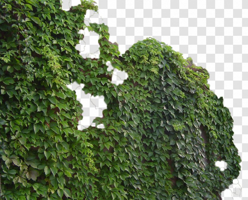 Parthenocissus Tricuspidata Virginia Creeper Common Ivy Vine Green - Submergent Plant - Wall Tiger Transparent PNG