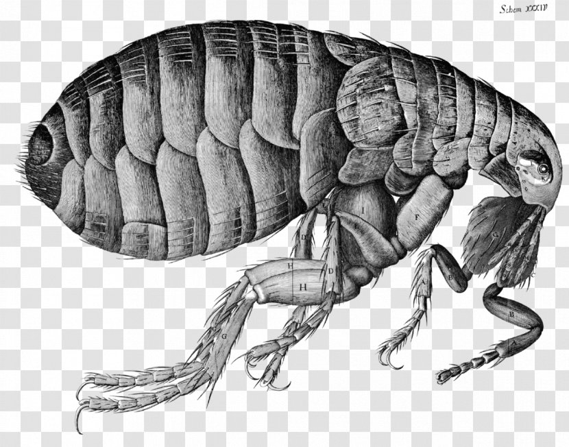 Micrographia Flea Microscope Hooke's Law Science - Invertebrate - Fleas Transparent PNG