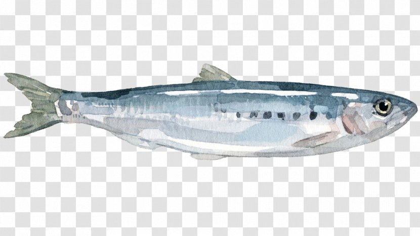Sardine Mackerel Coho Salmon Anchovy Herring - Fish Transparent PNG