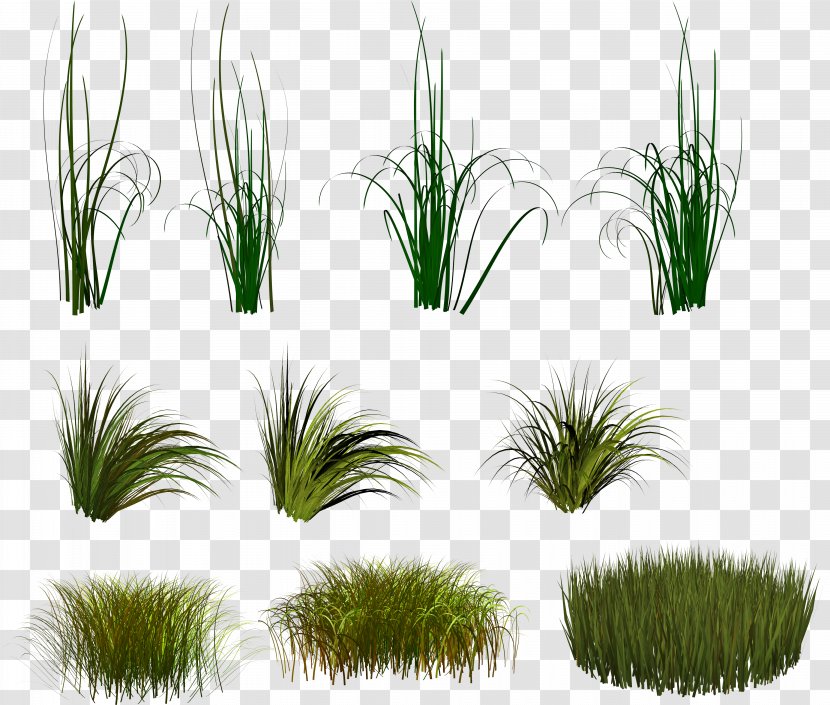 Clip Art - Chrysopogon Zizanioides - Grass Transparent PNG