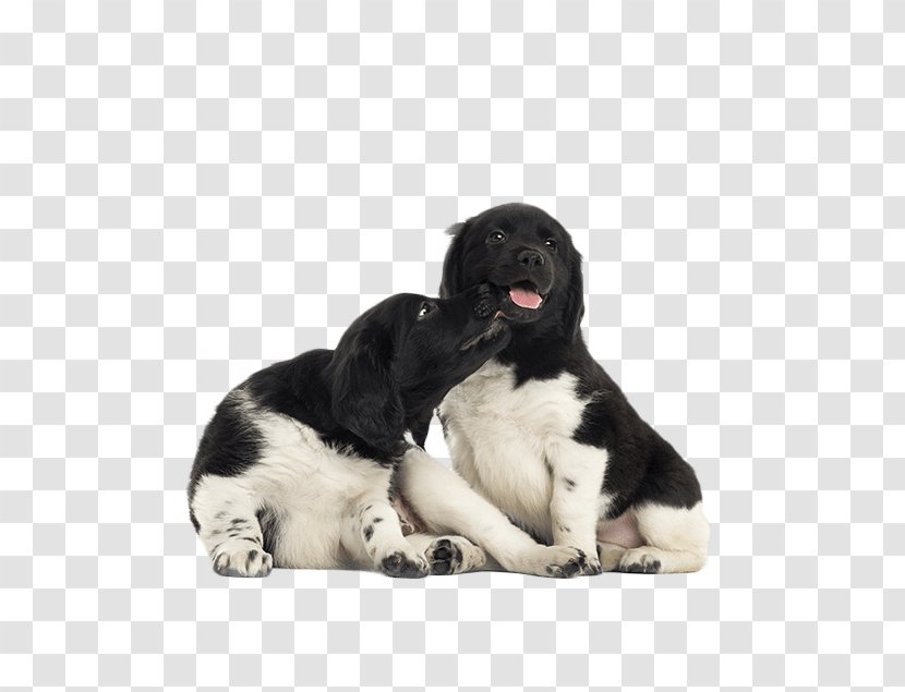 Stabyhoun Drentse Patrijshond Dog Breed Puppy Rare (dog) - Like Mammal Transparent PNG