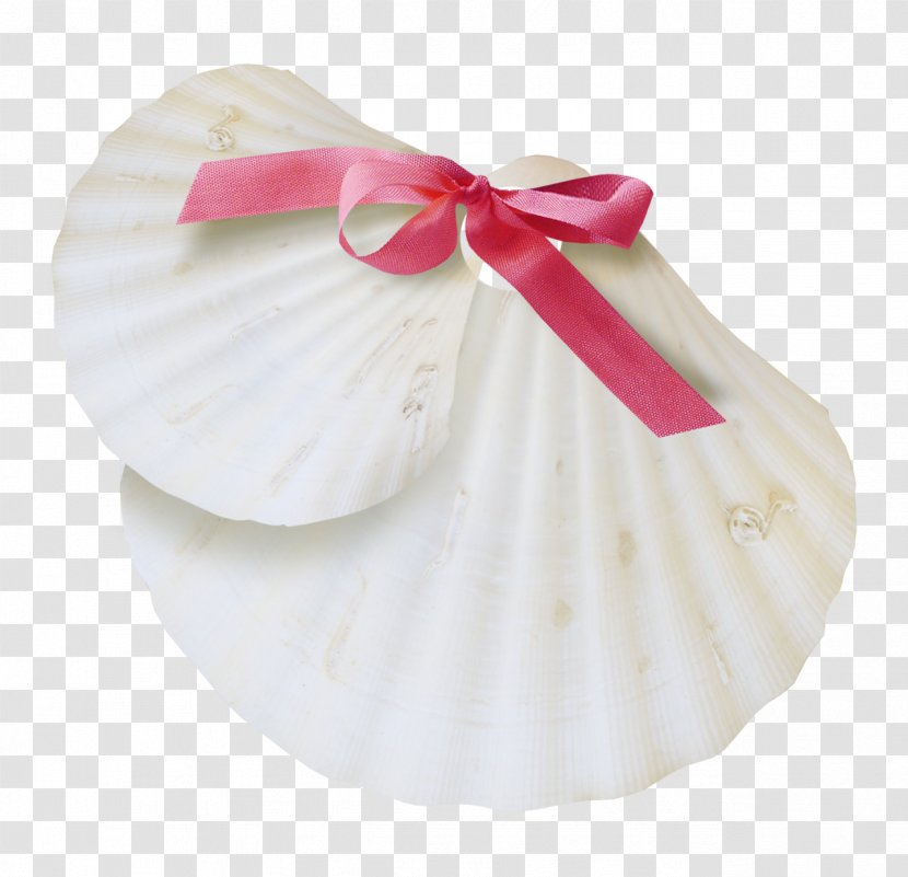 Seashell White Image Sea Snail Conch - Pink Transparent PNG