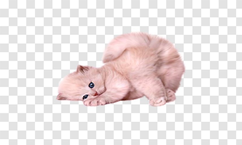 Persian Cat Siamese Himalayan Turkish Angora Kitten - Cuteness Transparent PNG