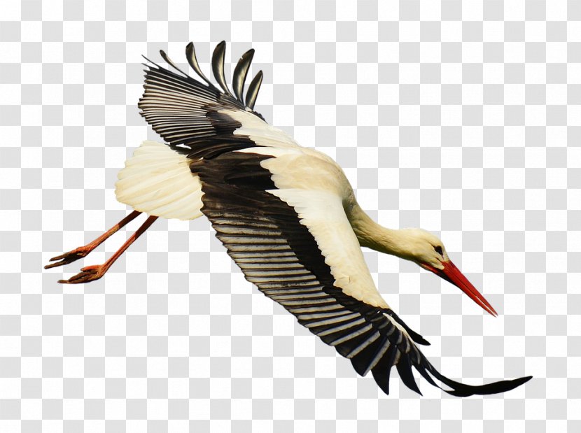 White Stork Bird Flight - Image Resolution Transparent PNG