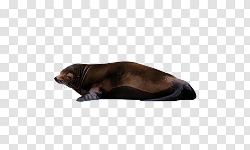 Sea Lion Earless Seal Clip Art - Marine Mammal Transparent PNG