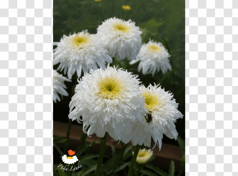 Common Daisy Oxeye Chrysanthemum Marguerite Transvaal - Roman Chamomile Transparent PNG