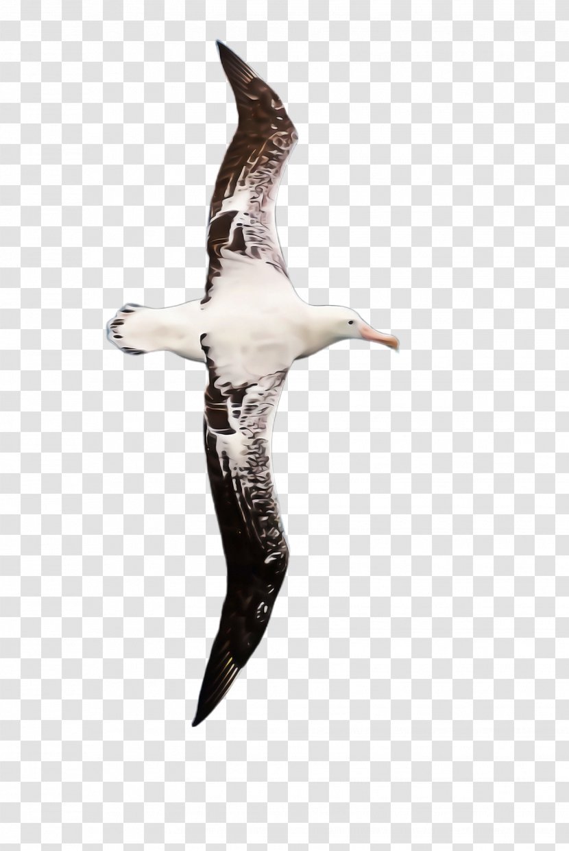 Bird Seabird Albatross Gannet Beak - Wing - Gull Transparent PNG