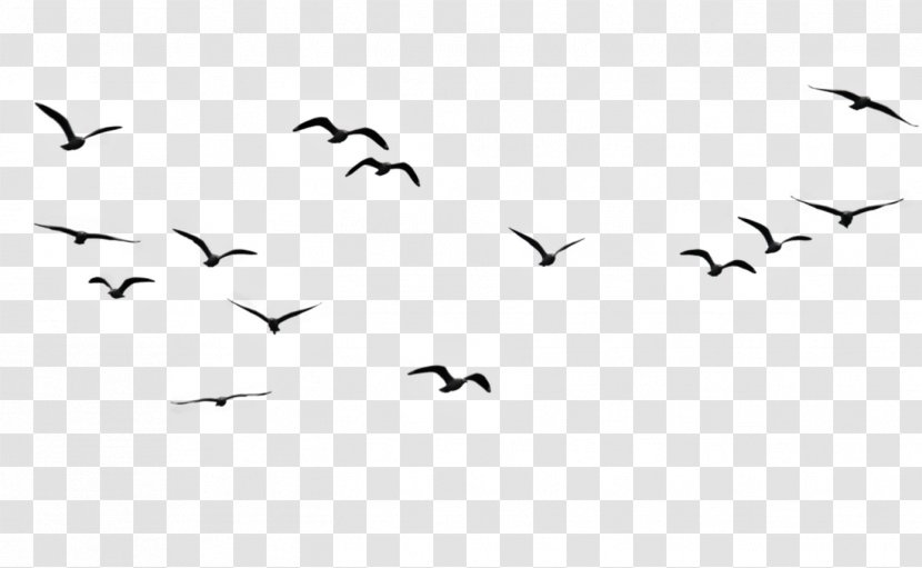 Bird Vector Graphics Flock Illustration - Drawing Transparent PNG