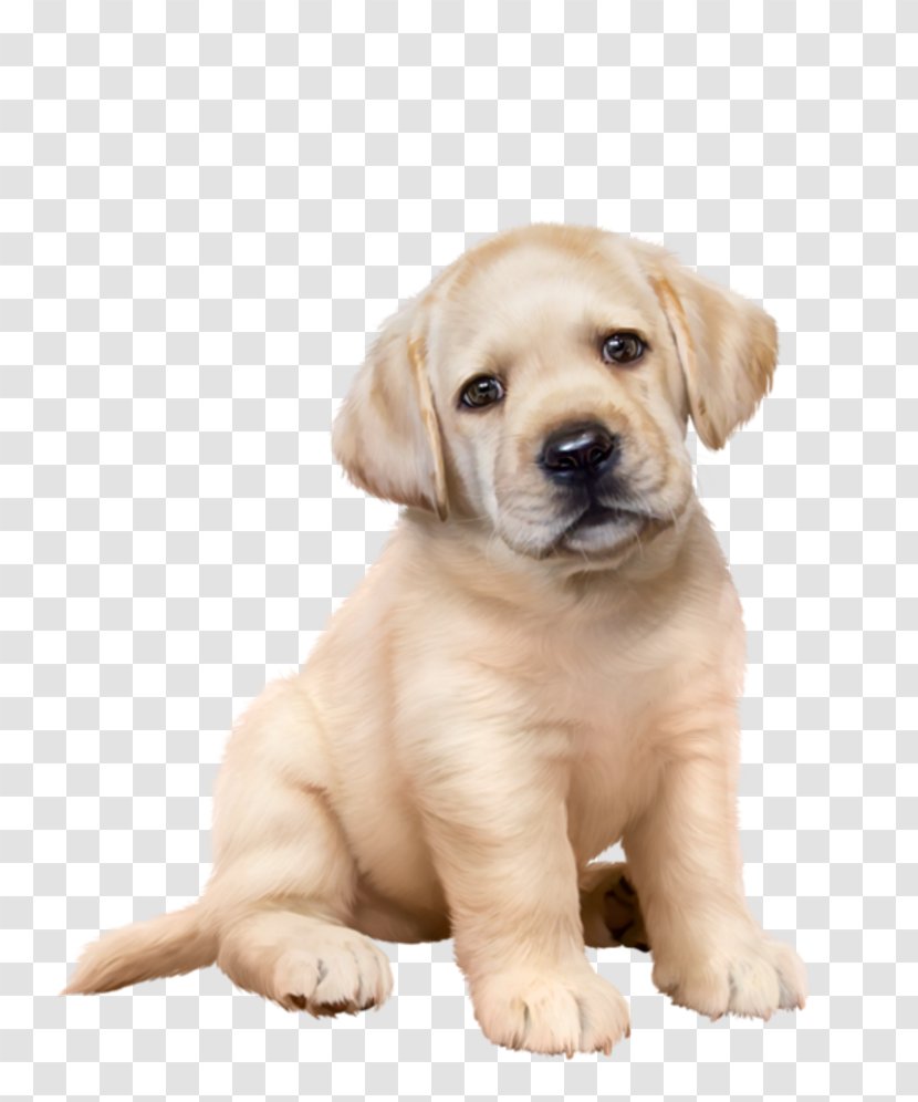 Labrador Retriever Golden Puppy Dog Breed Companion - Dogrose Transparent PNG