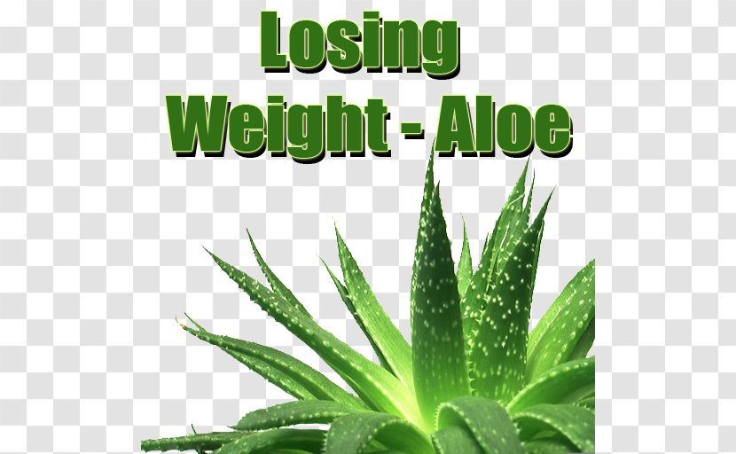Aloe Vera, The Miracle Plant Gel Vera Leaf Skin - Royaltyfree - Arborescens Transparent PNG