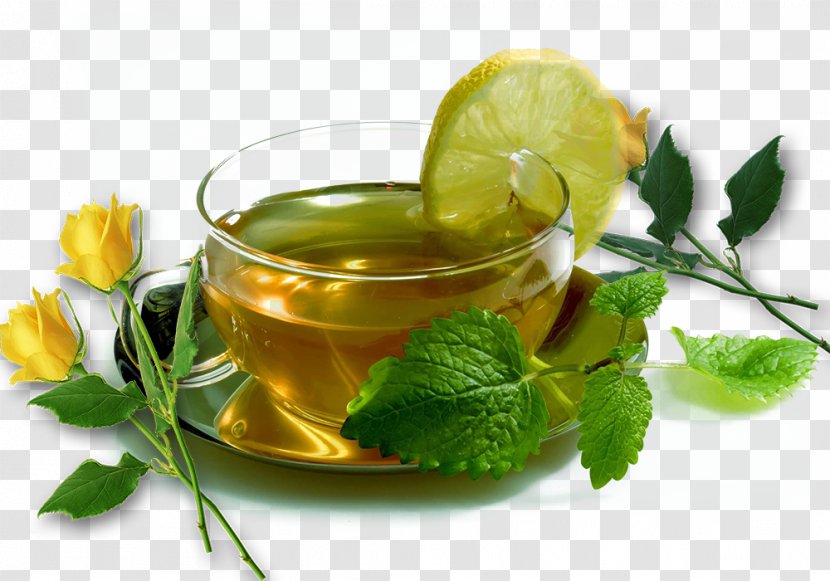 Herbal Tea Coffee Mentha Spicata Infusion - Alternative Medicine - Zhancha Water Creatives Transparent PNG
