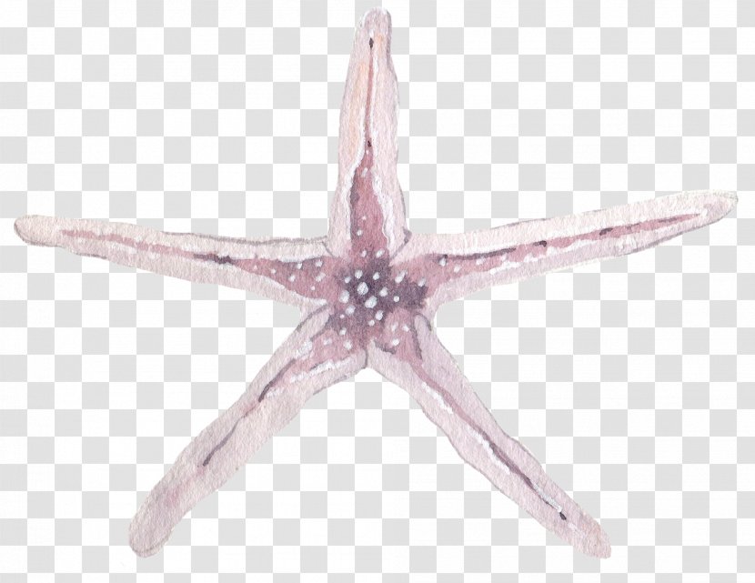 Starfish Purple Pisaster Ochraceus - Light Transparent PNG