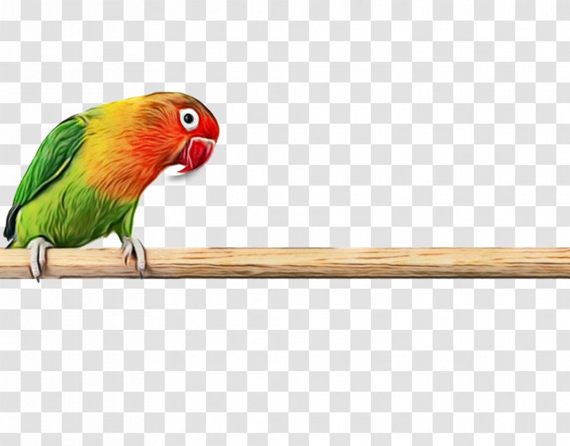 Bird Parrot - Lovebird - Lorikeet Parakeet Transparent PNG