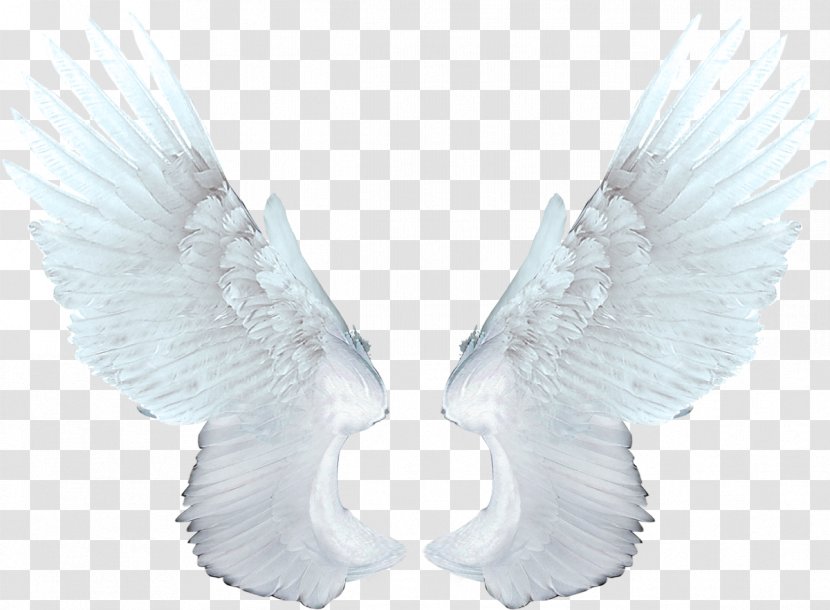 Wing Angel Raster Graphics Clip Art - White - Wings Transparent PNG