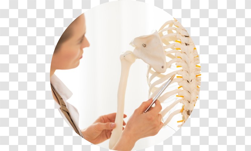 Human Anatomy & Physiology Made Incredibly Easy The Skeletal System - Study Skills - Crossroads Transparent PNG