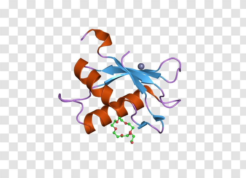 U2AF2 SnRNP RNA Splicing Factor Protein - Function - Subunit Transparent PNG