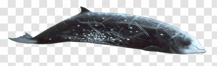 Dolphin Cetaceans Cuvier's Beaked Whale Blue - Fin - Risso's Transparent PNG