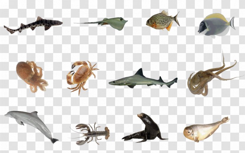 Sea Animal Underwater Fish - Marine Mammal Transparent PNG