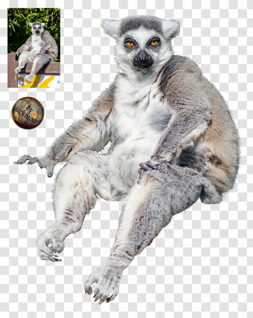 Lemuroidea Primate Ankarana Reserve Ring-tailed Lemur Monkey - Photography Transparent PNG
