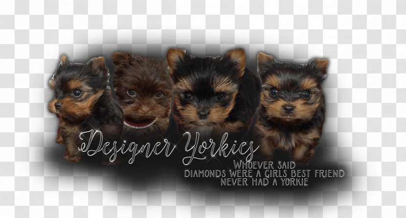 Yorkshire Terrier Dog Breed Toy Puppy - Like Mammal - Yorkie Transparent PNG