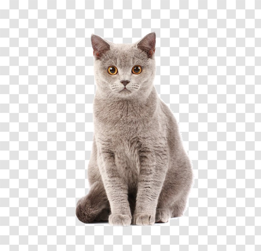 British Shorthair Thai Cat Kitten Food Dog - Physical Map Transparent PNG