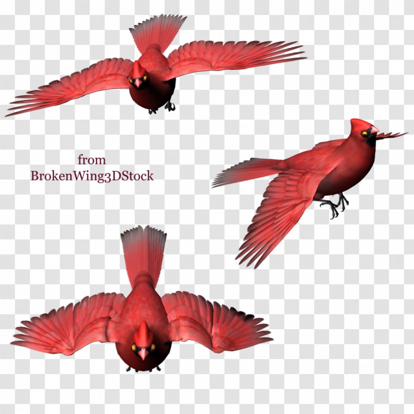 Digital Art Bird DeviantArt Beak - Owl - Hummingbird Transparent PNG