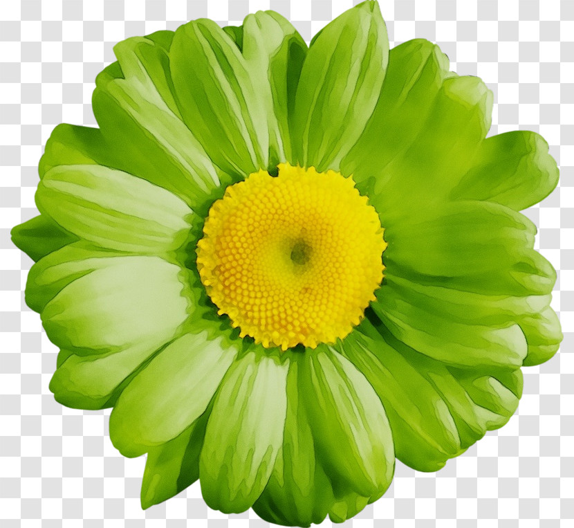 Chrysanthemum Transvaal Daisy Cut Flowers Yellow Petal Transparent PNG